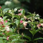 Weigela florida 'Versicolor' - 