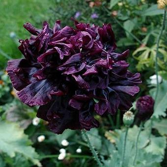 Papaver somniferum 'Black Paeony'