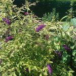 Buddleja davidii 'Santana' - 