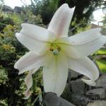 Lilium formosanum - Lilium formosanum