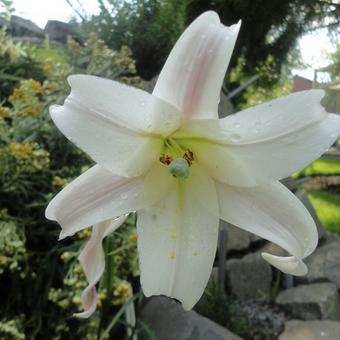 Lilium formosanum