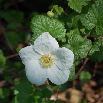 Rubus x tridel 'Benenden'