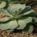 Echeveria - 