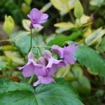 Cardamine pentaphylla - Finger-Zahnwurz