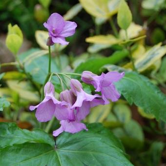 Cardamine pentaphylla