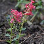 Corydalis solida 'George P. Baker' - Corydalis solida 'George P. Baker'