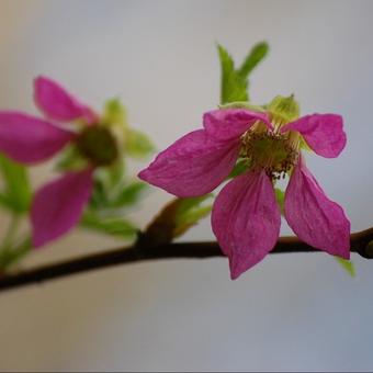 Rubus spectabilis