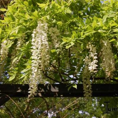 Wisteria floribunda  'Alba' - Wisteria floribunda 'Alba'