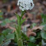 Petasites palmatus - Petasites frigidus var. palmatus