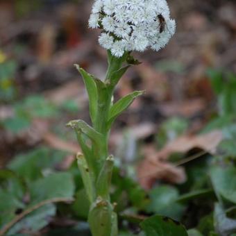 Petasites palmatus