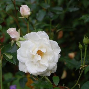 Rosa 'Schneewittchen'