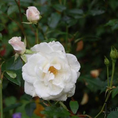 Rosa 'Schneewittchen' - 