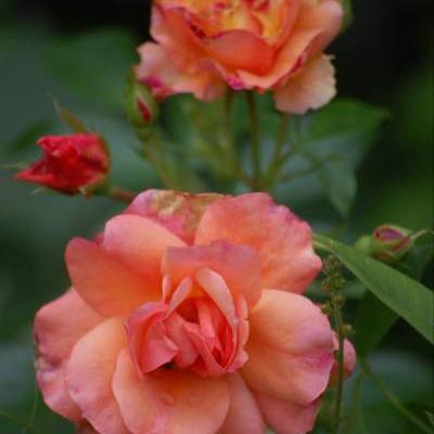 Rosa 'Aprikola' - 