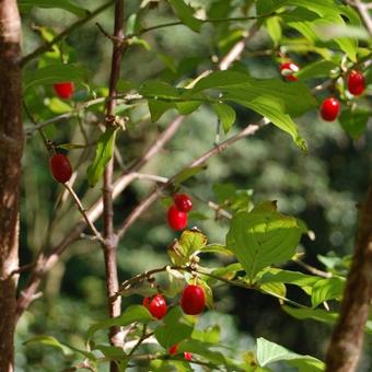 Cornus mas