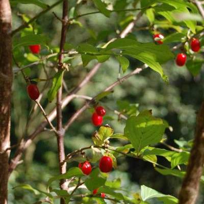 CORNOUILLIER MÄLE - Cornus mas