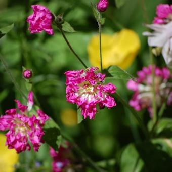 Silene flos-cuculi 'Jenny'