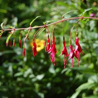 Fuchsia magellanica