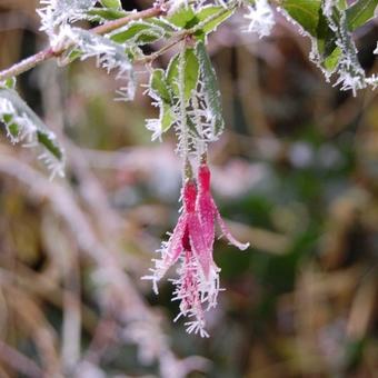 Fuchsia magellanica