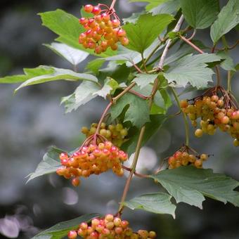 Viburnum opulus