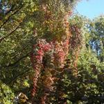 Parthenocissus - 