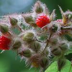 Rubus phoenicolasius - Japanische Weinbeere