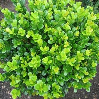 Buxus harlandii