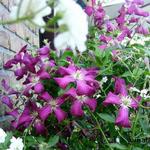 Clematis viticella 'Madame Julia Correvon' 