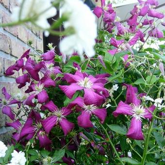 Clematis viticella 'Madame Julia Correvon'