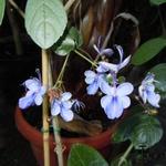 Clerodendrum ugandense - Rotheca myricoides