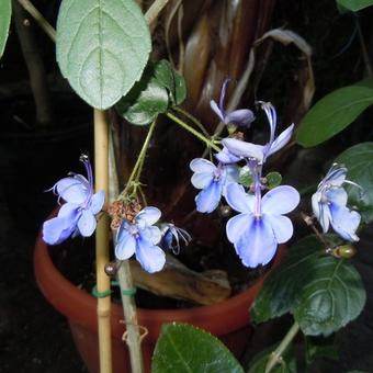 Clerodendrum ugandense