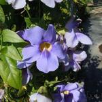 Thunbergia grandiflora  - Großblütige Thunbergia