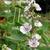 Althaea officinalis