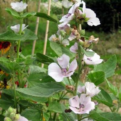 Althaea officinalis - Echter Eibisch - Althaea officinalis