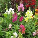 Antirrhinum majus - Muflier à grandes fleurs