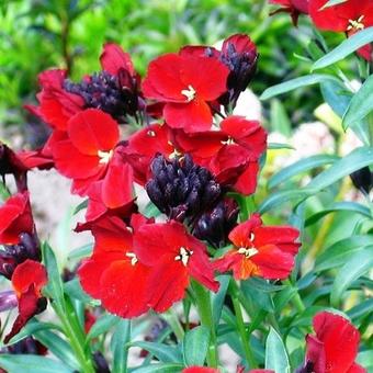 Erysimum x cheiri