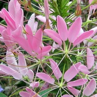 Cleome spinosa