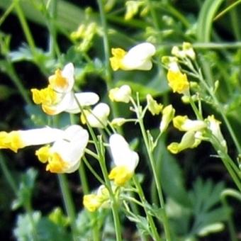 Corydalis ochroleuca