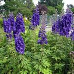 Delphinium pacific-giant - 