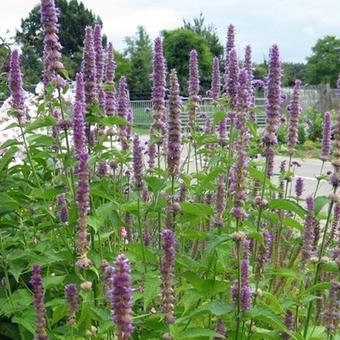 Agastache mexicana