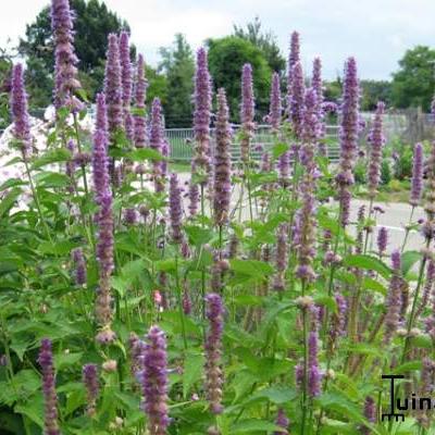 Agastache mexicana - 