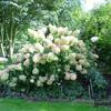 Hydrangea paniculata 'Phantom'