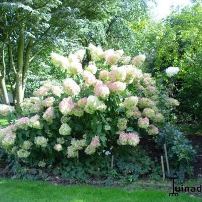 Hydrangea paniculata 'Phantom' - Hydrangea paniculata 'Phantom'