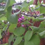 Cercis siliquastrum - Arbre de Judée