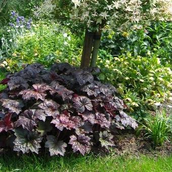 Heuchera micrantha 'Palace Purple'