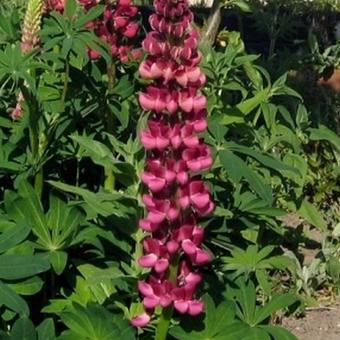 Lupinus russell  'My Castle'