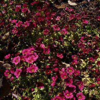 Saxifraga x arendsii CARPET 'Purple Robe'