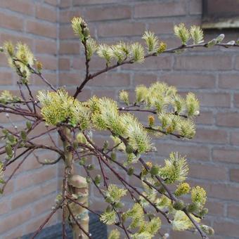 Salix repens 'Iona'