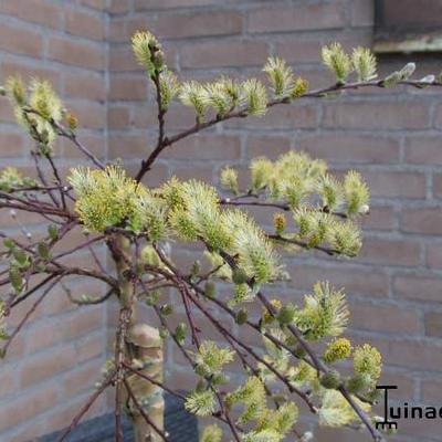 Salix repens 'Iona' - 