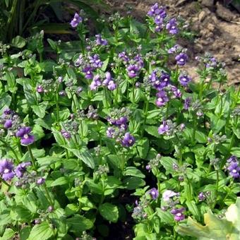 Nemesia strumosa