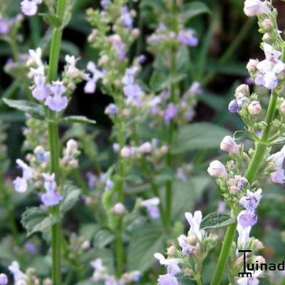 Nepeta nuda - 